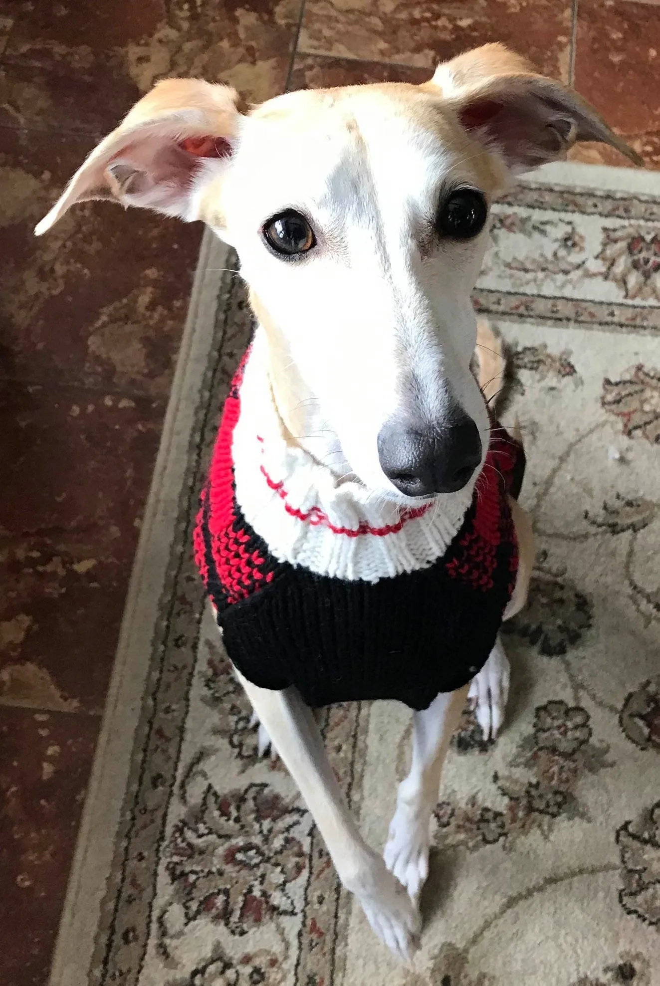 Chilly Dog Sweaters Buffalo Plaid Sweater