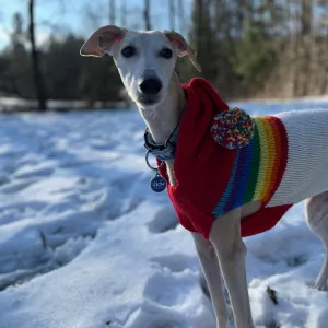 Chilly Dog Sweaters Vintage Ski Hoodie